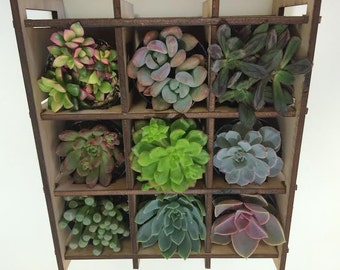 Succulent Plant - Shadow Box Nine Succulent Planter Complete