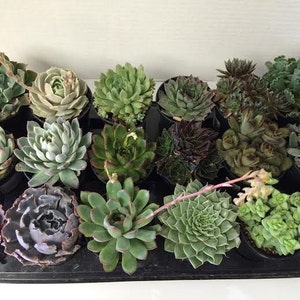 Succulent Plants A Variety Of 18 Medium Size Succulents For Garden, Wedding, Favors, Centerpieces, Boutonnieres and More immagine 1