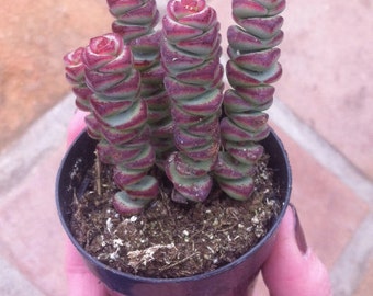 Small Succulent Plant - Crassula 'Baby Necklace'