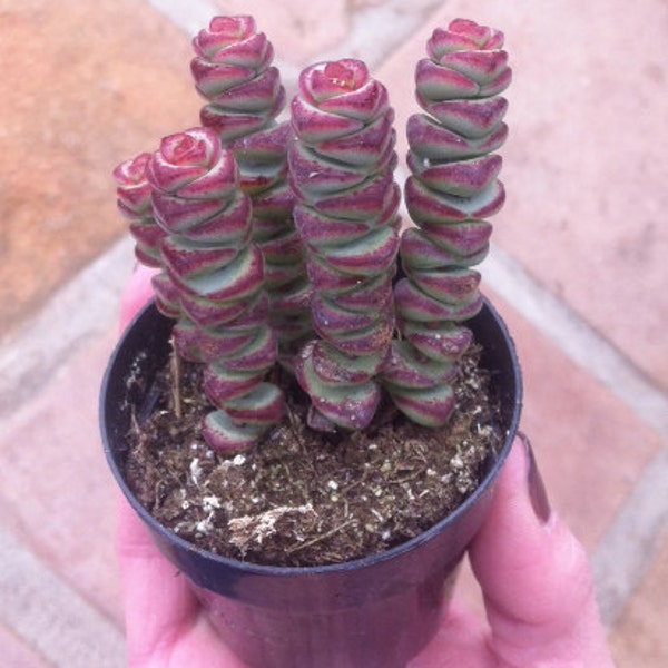 Small Succulent Plant - Crassula 'Baby Necklace'