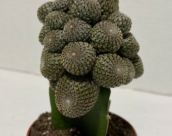 Medium Grafted Hybrid Cactus. An incredibly unique and different cactus. A very, very rare and limited cactus.