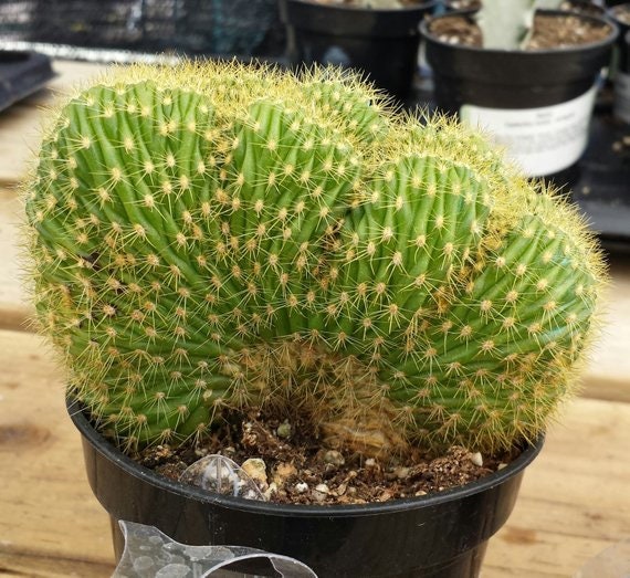 cactus plant medium trichosereus