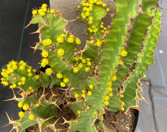 Cactus Plant. Mature Euphorbia 'Zig Zag'. A very different Euphorbia Hybrid that produces bright yellow blooms.