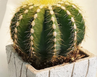 Cactus Plant. Small Balloon Cactus.  A spherical golden spined cactus!