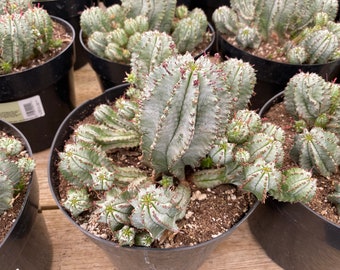 Mature Cactus Plant Euphorbia Polygona or Snowflake Cactus. A chunky, white cactus.