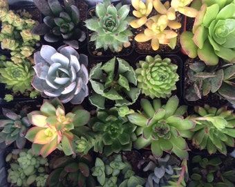 Succulent Plants 36 Plant Assortment