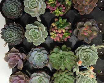 Succulent Plants - 15 Party Pack in pots.  For Terrariums, Wedding, Favors, Centerpieces, Boutonnieres and More