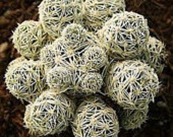 Small Cactus Plant  Mammillaria Gracilis Fragilis or "Thimble Cactus"