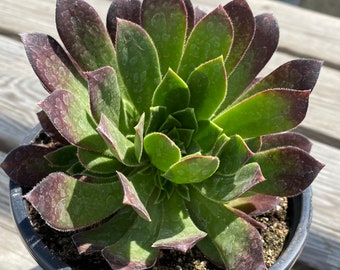 Succulent Plant. Mature Aeonium 'Merlot' PPAF. A beautifully colored hybrid.