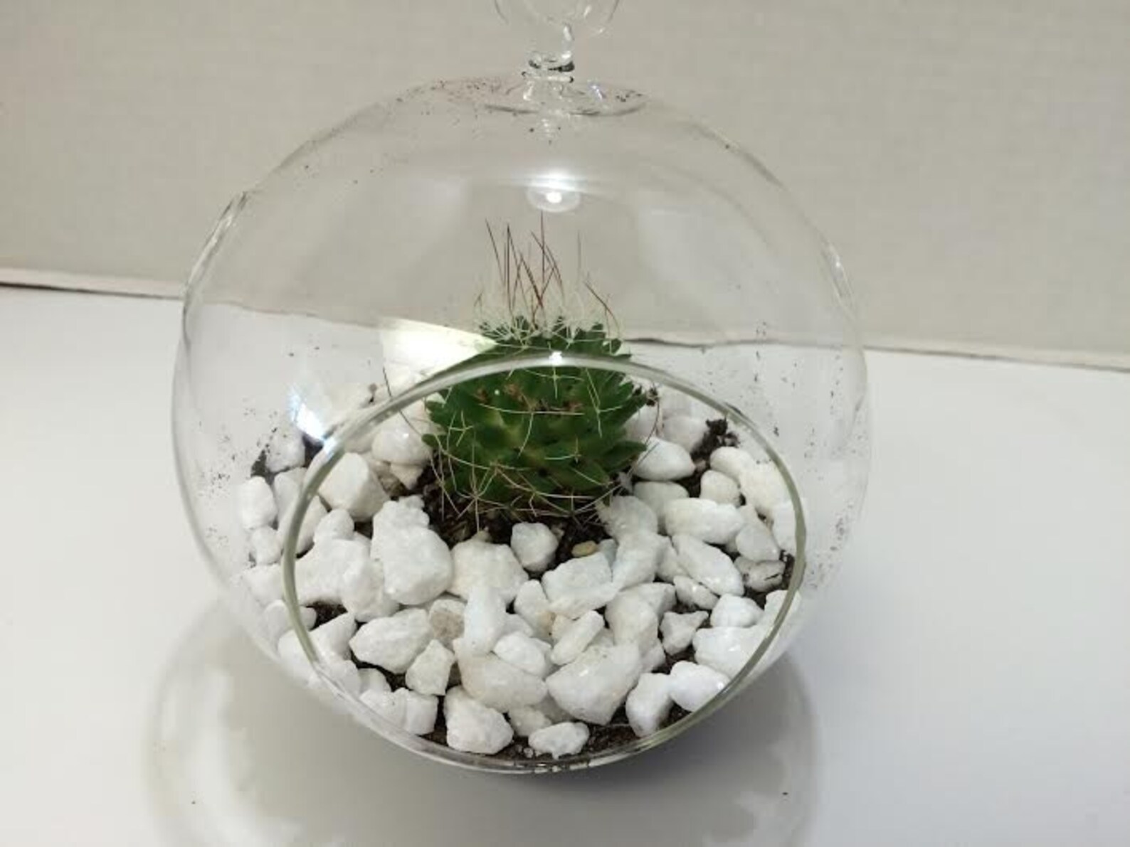Succulent Plant Small Glass Globe Planter Complete DIY Kit Etsy