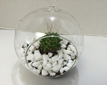 Succulent Plant Small Glass Globe Planter Complete DIY Kit