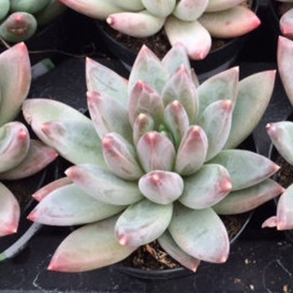 Small Succulent Plant  Pachyveria 'Little Jewel'