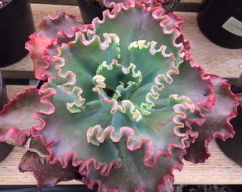 Succulent Plant -Mature Echeveria Crimson Tide. A unique, frilly, deep pink edged succulent.