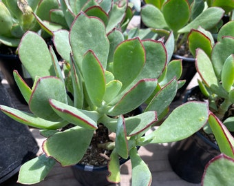 Succulent Plant  Large Cotyledon Mint Truffles. A beautifully colored addition to any succulent collection.