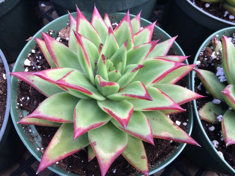 Large Succulent Plant Lipstick Agavoides. Beautiful green