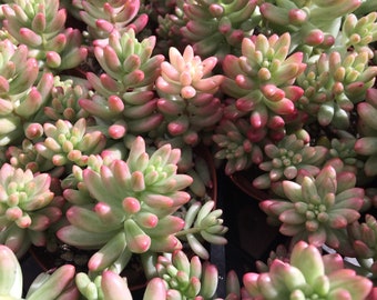 Large Succulent Plant -Sedum Aurora, also known as Jelly Beans