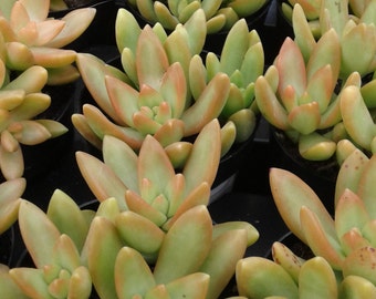 Small Succulent Plant - Golden Sedum Adolphi. Vibrant Golden Yellow Great for Planters & Terrariums