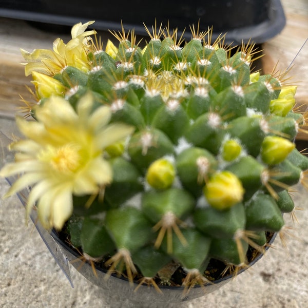 Small Cactus Plant Mammillaria Marksiana. A lovely cactus that is short, full and shows beautiful golden spines.