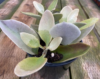 Mature Succulent Plant Grey Ghost. Leaves are shaped like suede covered silver spoons. A very rare plant.