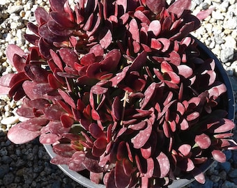 Large Succulent Plant Crassula Platyphylla.  Beautifully colored deep red succulent.