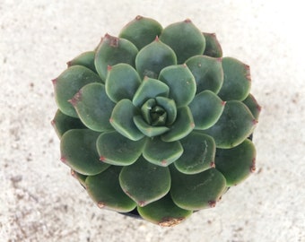 Small Succulent Plant - Echeveria 'Elfstone'. A beautifully colored rosette that offsets profusely.