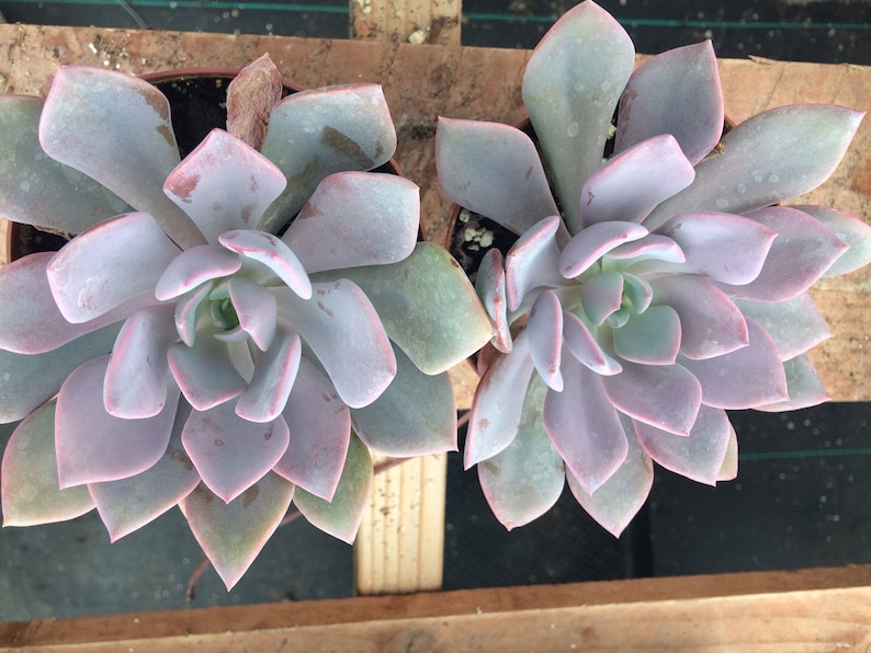 Medium Succulent Plant Graptoveria Debbie