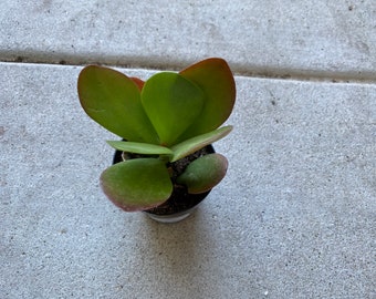 Small Succulent Plant Kalanchoe 'Dragonfire'. A beautifully colored succulent.