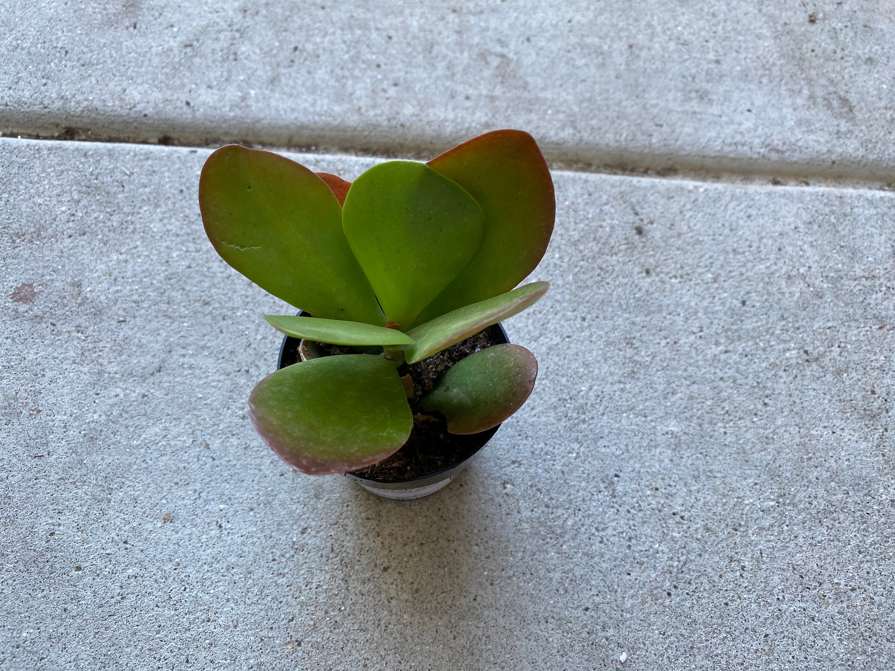 Small Succulent Plant Kalanchoe Dragonfire A Etsy Singapore