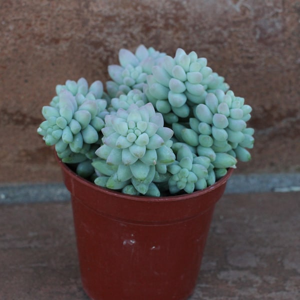 Medium Succulent Plant - Sedum Donkey  Tail 'Burrito'