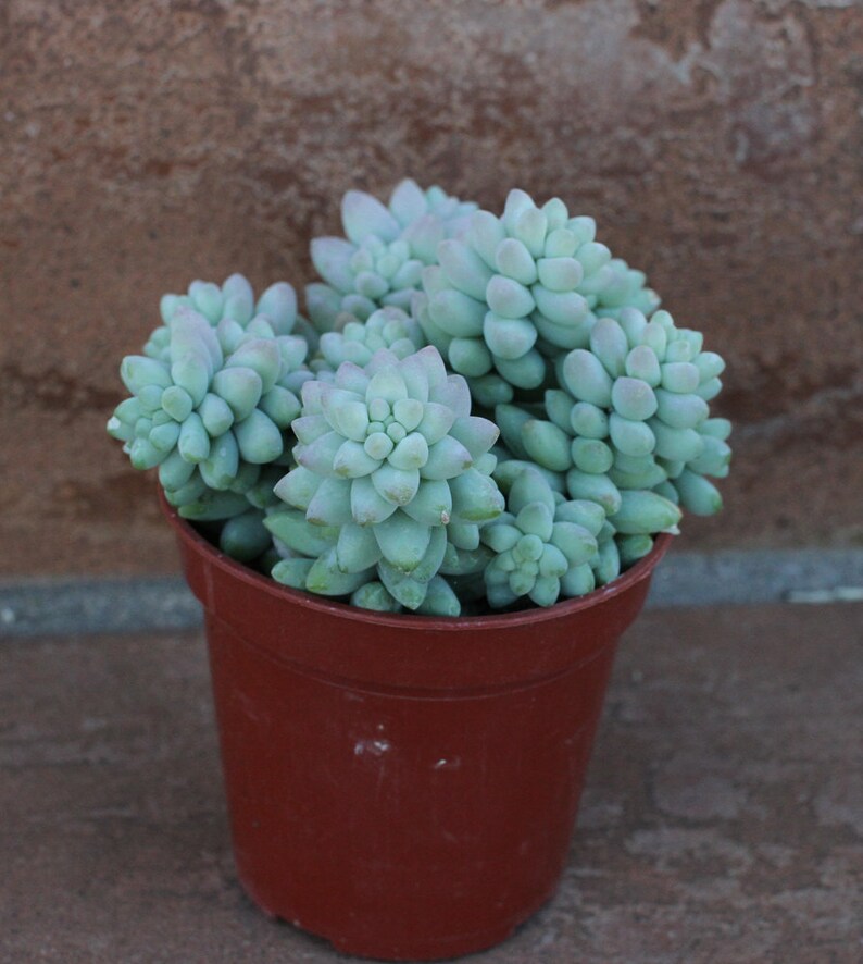 Medium Succulent Plant Sedum Donkey Tail /'Burrito/'