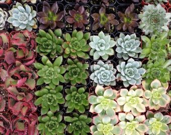 Succulent Plants 100 Plant Assortment