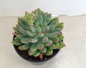 Medium Succulent Plant 'Blue Elf'