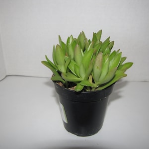 Medium Succulent Plant Campfire Plant image 3