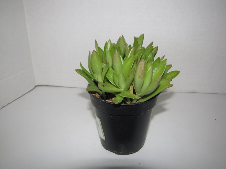 Medium Succulent Plant Campfire Plant image 3