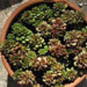 Small Succulent Plant. Cremnosedum Little Gem. Beautiful little miniature. image 3