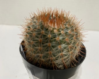 Small Cactus Plant Notocactus Schlosseri. Very pretty dark green cactus with copper spines.