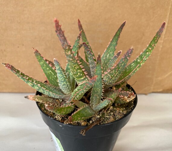 Succulent Plant Medium Aloe Purple Haze Aloe Hybrid Etsy
