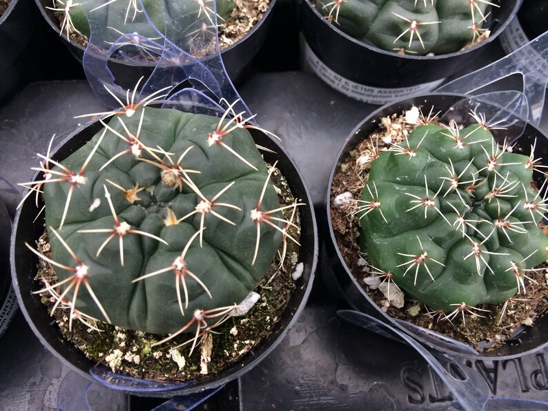 Small Cactus Plant Chin Cactus. A dark green cactus that ...