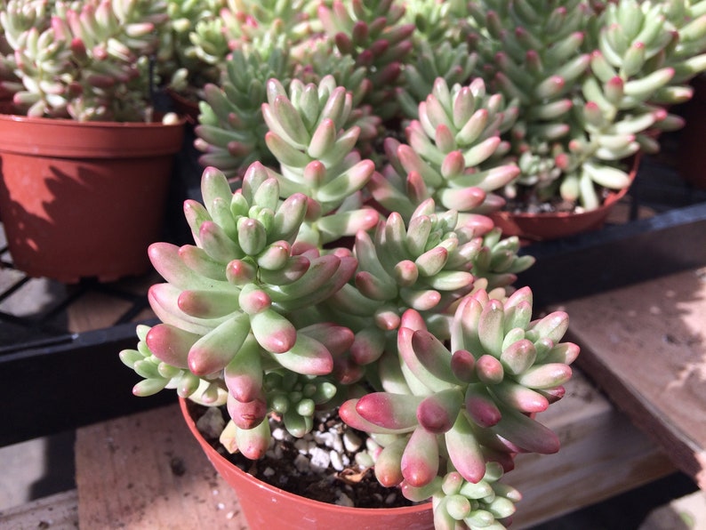 Medium Succulent Plant Sedum Aurora image 4