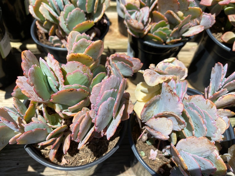 Succulent Plant Large Kalanchoe 'Aurora Borealis'. Very colorful like the true Aurora Borealis in the night sky. image 5