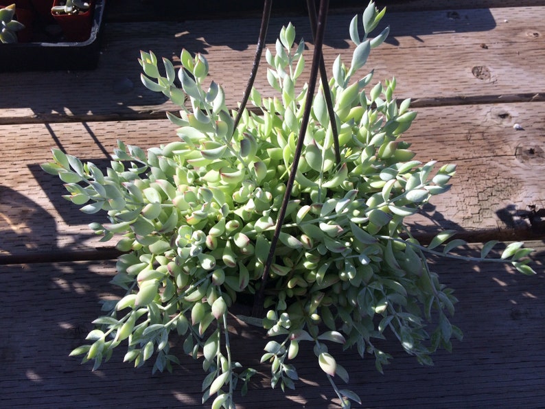 Mature Succulent Plant Cotyledon Pendend is a beautifully colored plant.