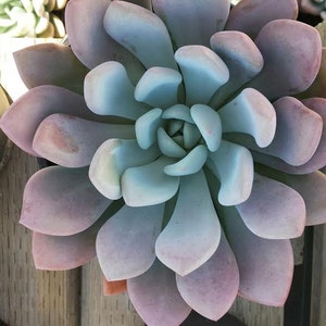 Succulent Plant Mature Graptoveria Opalina. Fleshy leaves in pale pastel purple pink blue hues. Beautifully colored addition to any garden.