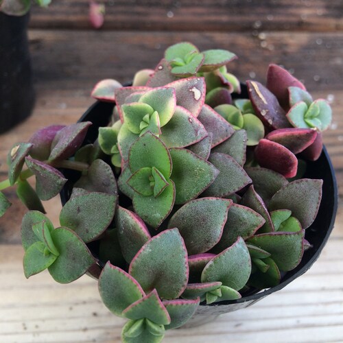 Small Succulent Plant - "Calico Kitty' crassula marginalis rubra