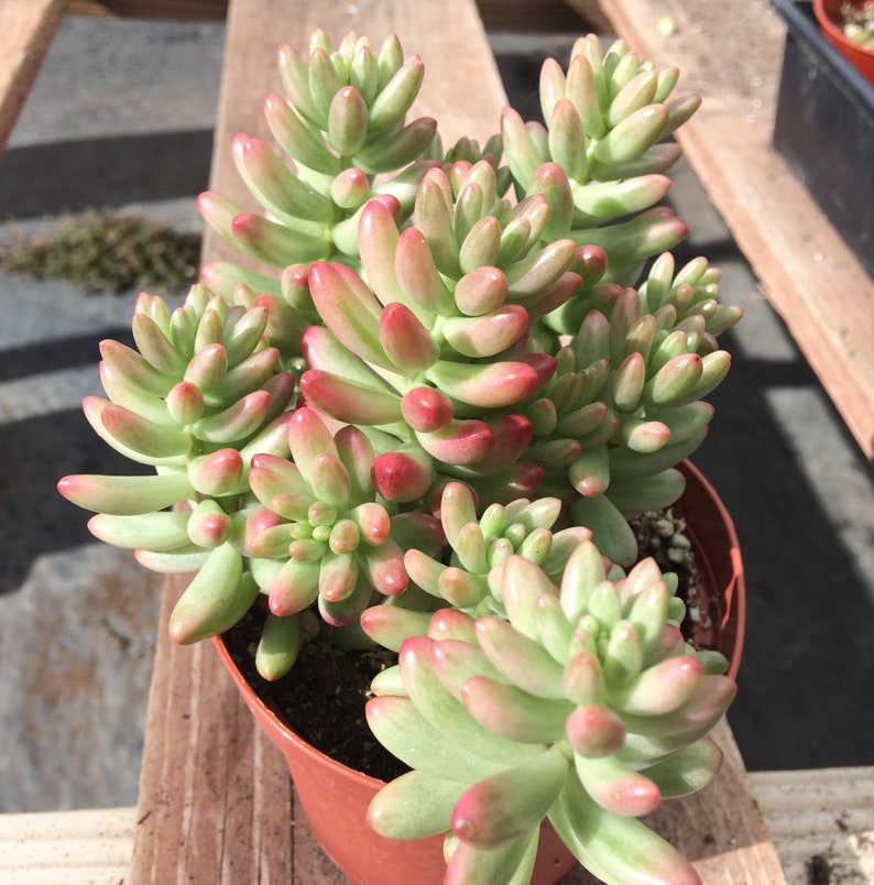 Medium Succulent Plant Sedum Aurora image 5