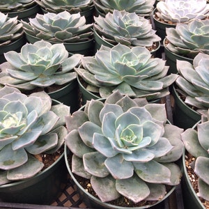 Mature Succulent Plant Echeveria Princess Blue. A truly gorgeous, uniquely colored rosette. image 3