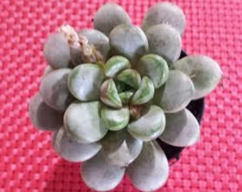 Small Succulent Plant Graptoveria Amethorum