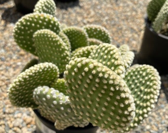 Cactus Plant Mature Opuntia 'Honey Mike'.  Round pads covered in cream colored spines.