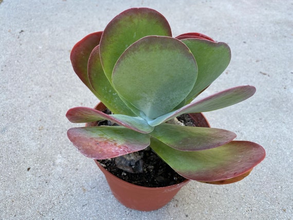 Succulent Plant Large Flapjack Luciae Kalanchoe Etsy