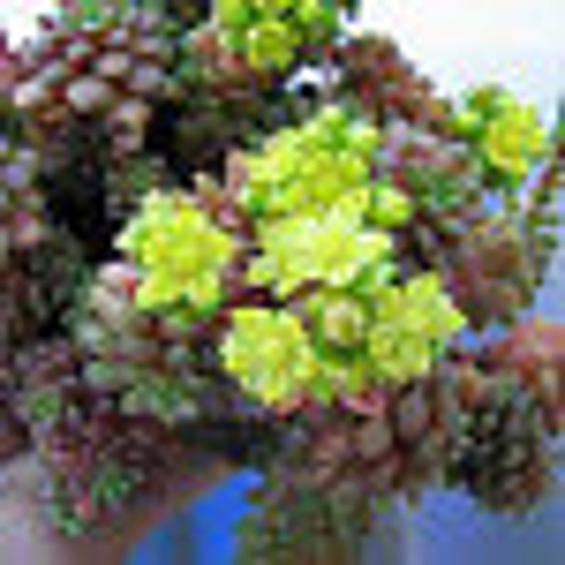 Small Succulent Plant. Cremnosedum Little Gem. Beautiful little miniature. image 2