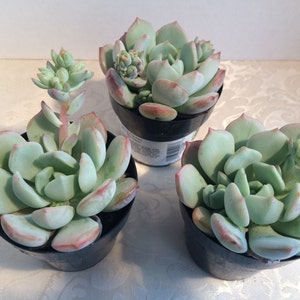 Small Succulent Plant Graptoveria 'Moonglow' image 2